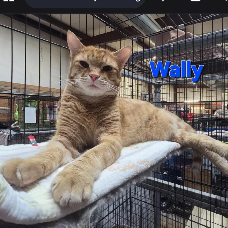 A young medium-sized male Domestic Short Hair cat named Wally for adoption in Centerville, GA