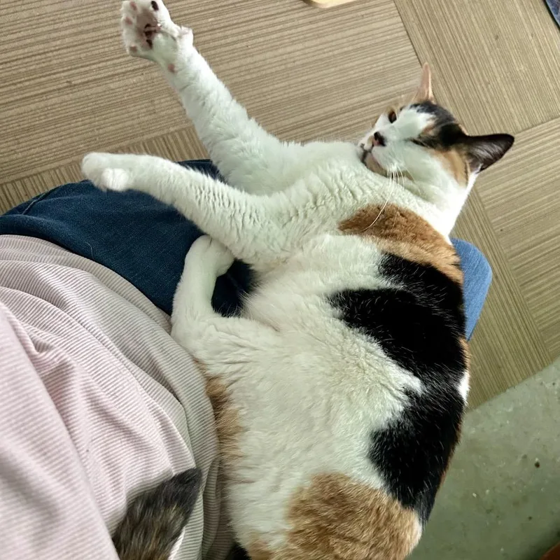 An adult medium-sized female Calico Domestic Short Hair cat named Keona for adoption in Othello, WA