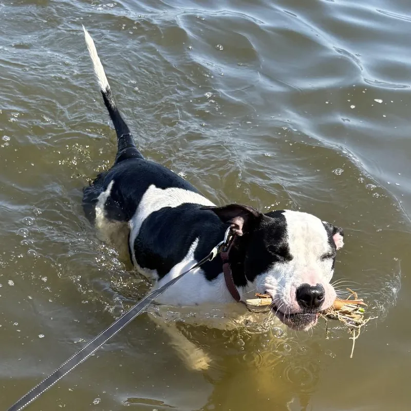 An adult large-sized female White / Cream Pit Bull Terrier dog named Mercedes for adoption in Reisterstown, MD