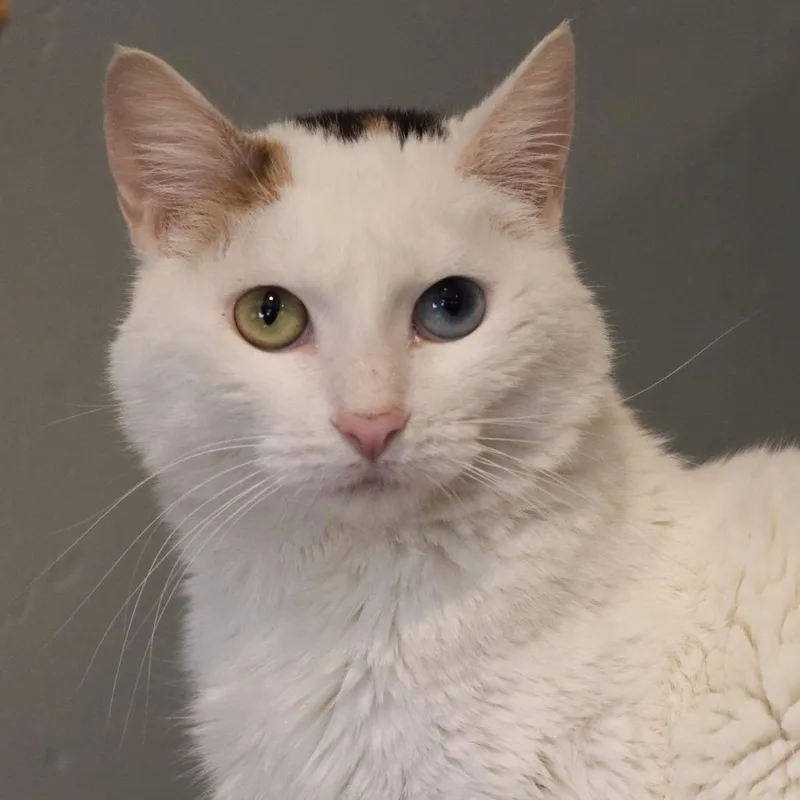 A young small-sized female Calico Domestic Short Hair cat named Squeezy for adoption in Tucson, AZ