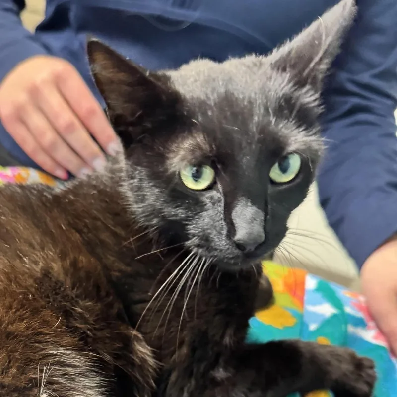 A young medium-sized female Black Domestic Short Hair cat named Mags for adoption in Washington, DC
