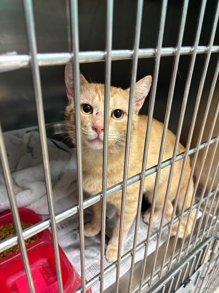 A young medium-sized male Domestic Short Hair cat named Hank for adoption in Belton, TX