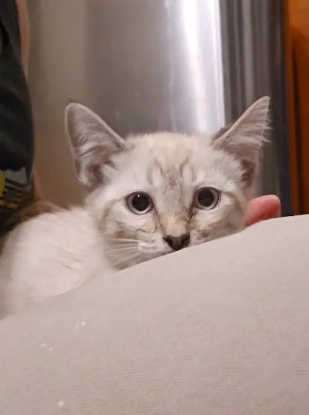 A baby small-sized female Gray / Blue / Silver Domestic Long Hair cat named Naomi for adoption in Pacifica, CA
