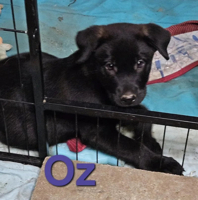 A baby large-sized male Black Labrador Retriever dog named Oz for adoption in Peoria, IL
