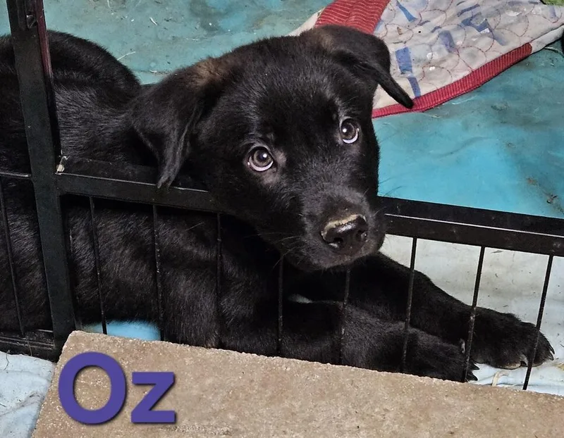 Oz thumbnail 6