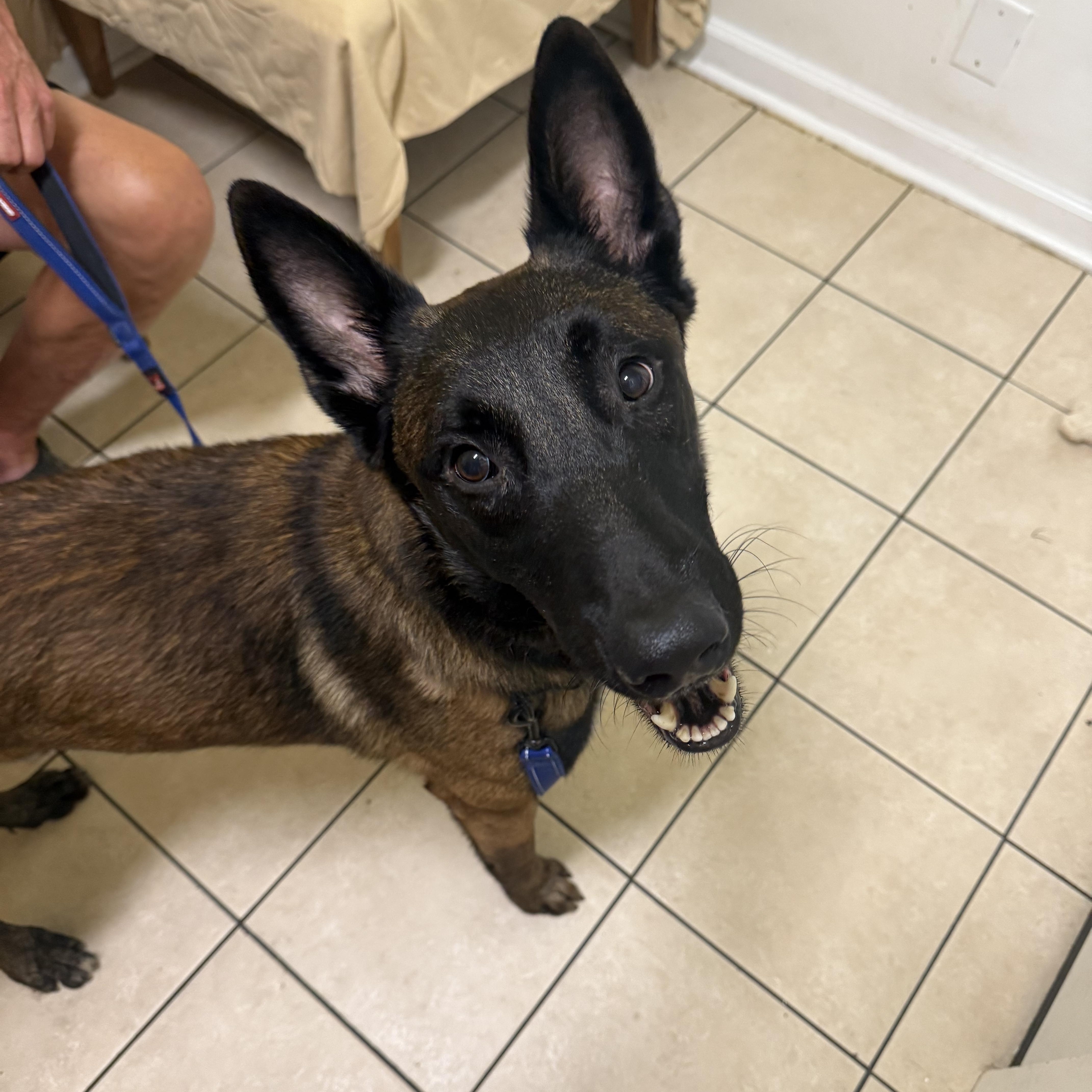 A young large-sized male Bicolor Belgian Shepherd / Malinois dog named Luka for adoption in Hendersonville, TN