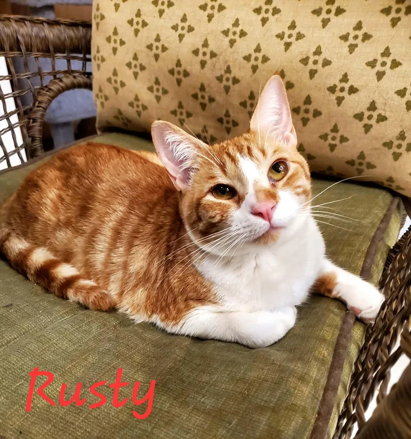 An adult medium-sized female Orange & White Domestic Short Hair cat named Rusty for adoption in Jacksonville, FL