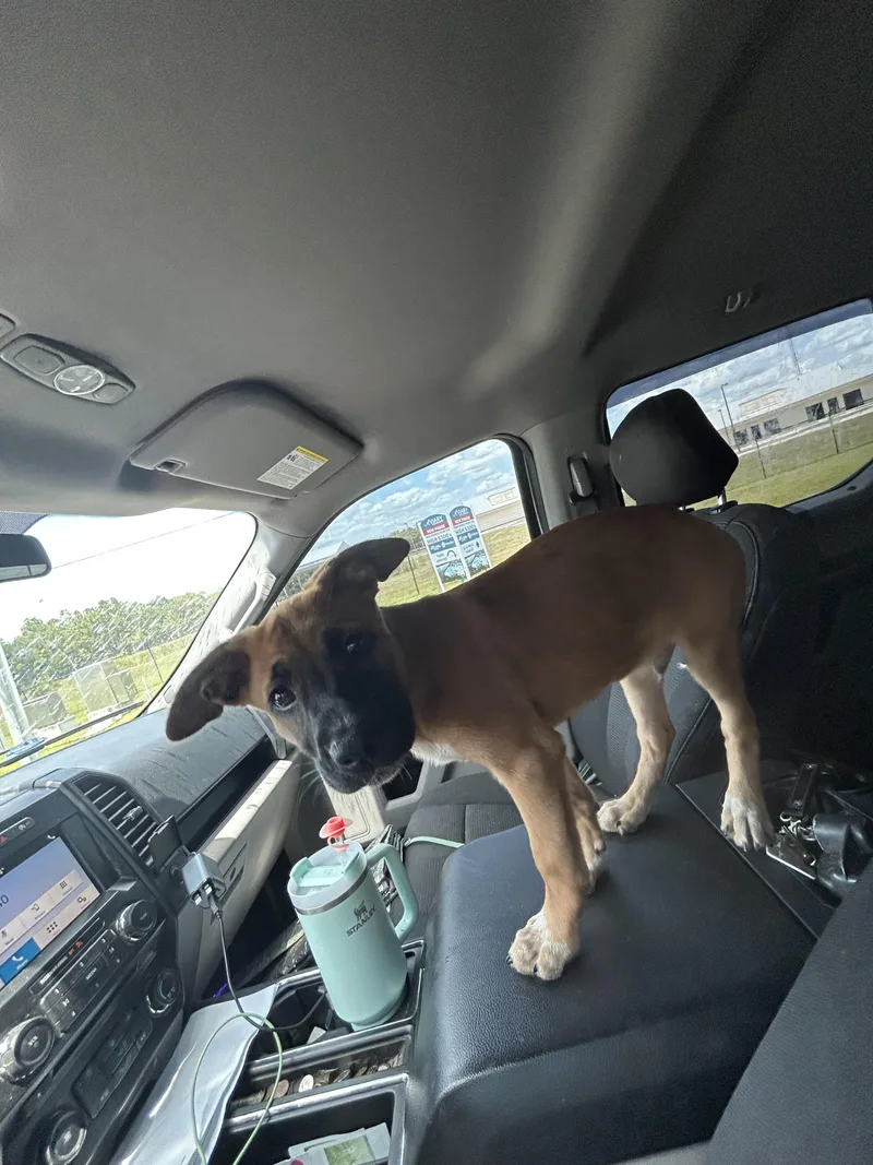 A baby medium-sized male Belgian Shepherd / Malinois dog named Jax for adoption in Parrish, FL