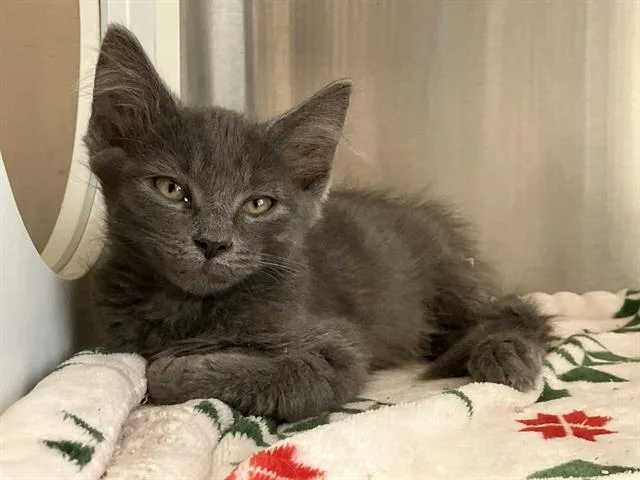 A baby small-sized male Domestic Short Hair cat named Bridgett for adoption in Tustin, CA