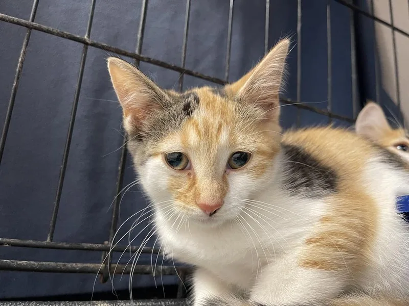 A baby small-sized female Domestic Short Hair cat named Gin for adoption in Bolivar, MO