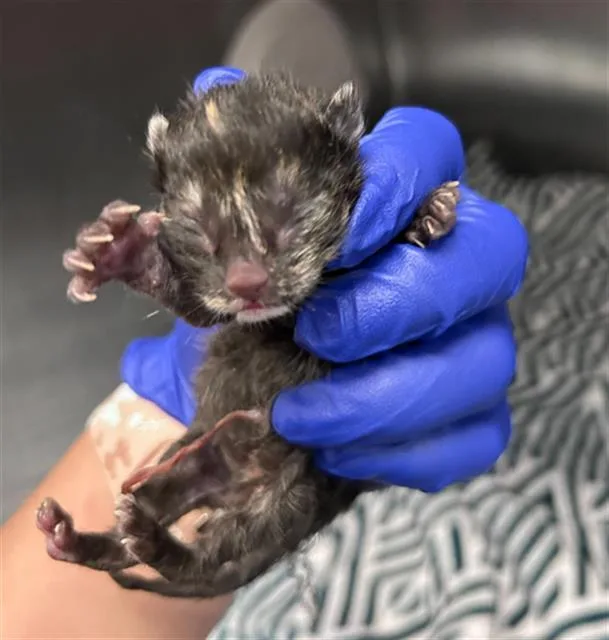 A baby small-sized female Domestic Short Hair cat named Layla for adoption in Dallas, TX