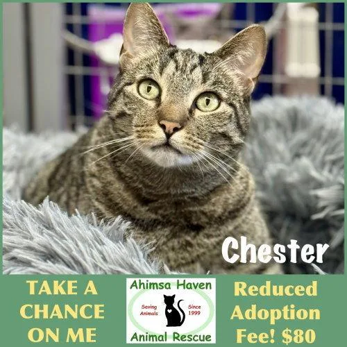 An adult medium-sized male Domestic Short Hair cat named Chester for adoption in Winchendon, MA