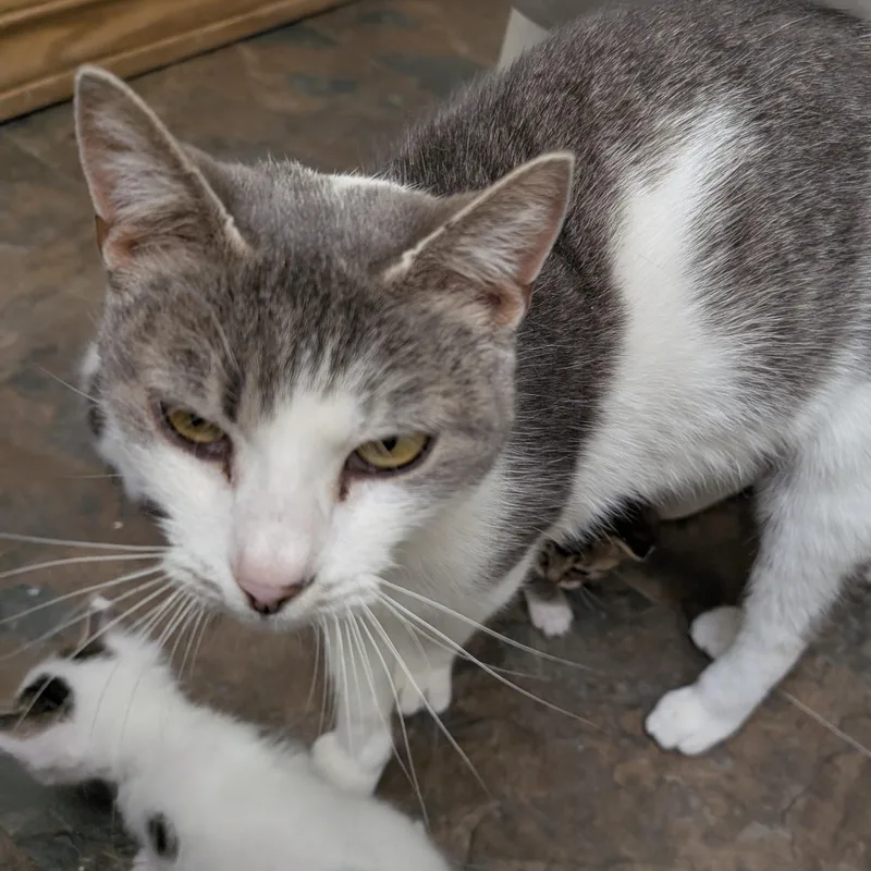 An adult small-sized female Domestic Short Hair cat named Nut for adoption in East liverpool, OH