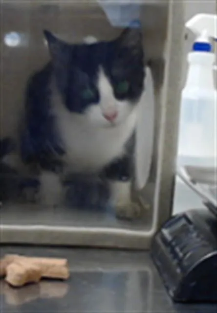 An adult medium-sized male Domestic Short Hair cat named Pumpkin for adoption in Fayetteville, NC