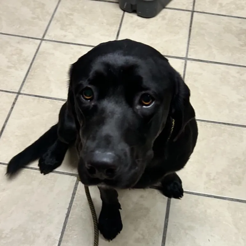 An adult large-sized male Black Labrador Retriever dog named Reeper for adoption in Newport, NC