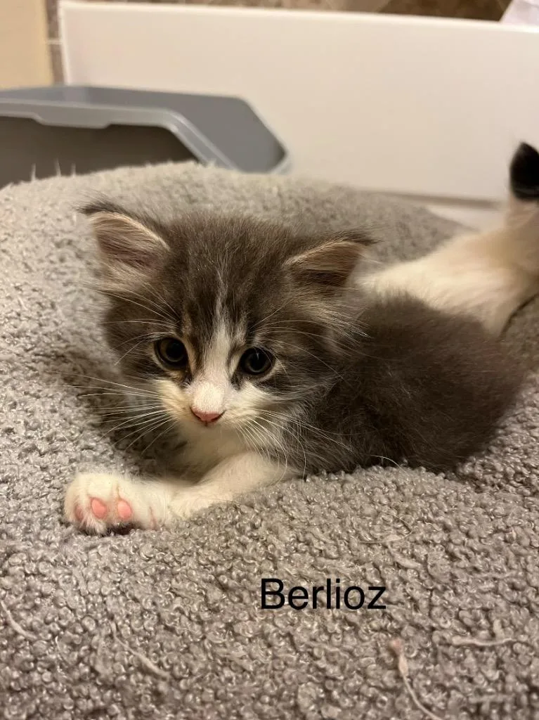 A baby medium-sized male Domestic Long Hair cat named Berlioz for adoption in Spring, TX