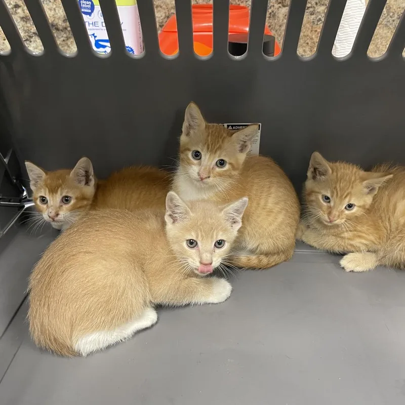 A baby small-sized female Orange / Red Domestic Short Hair cat named Basstray___ for adoption in Webster, TX