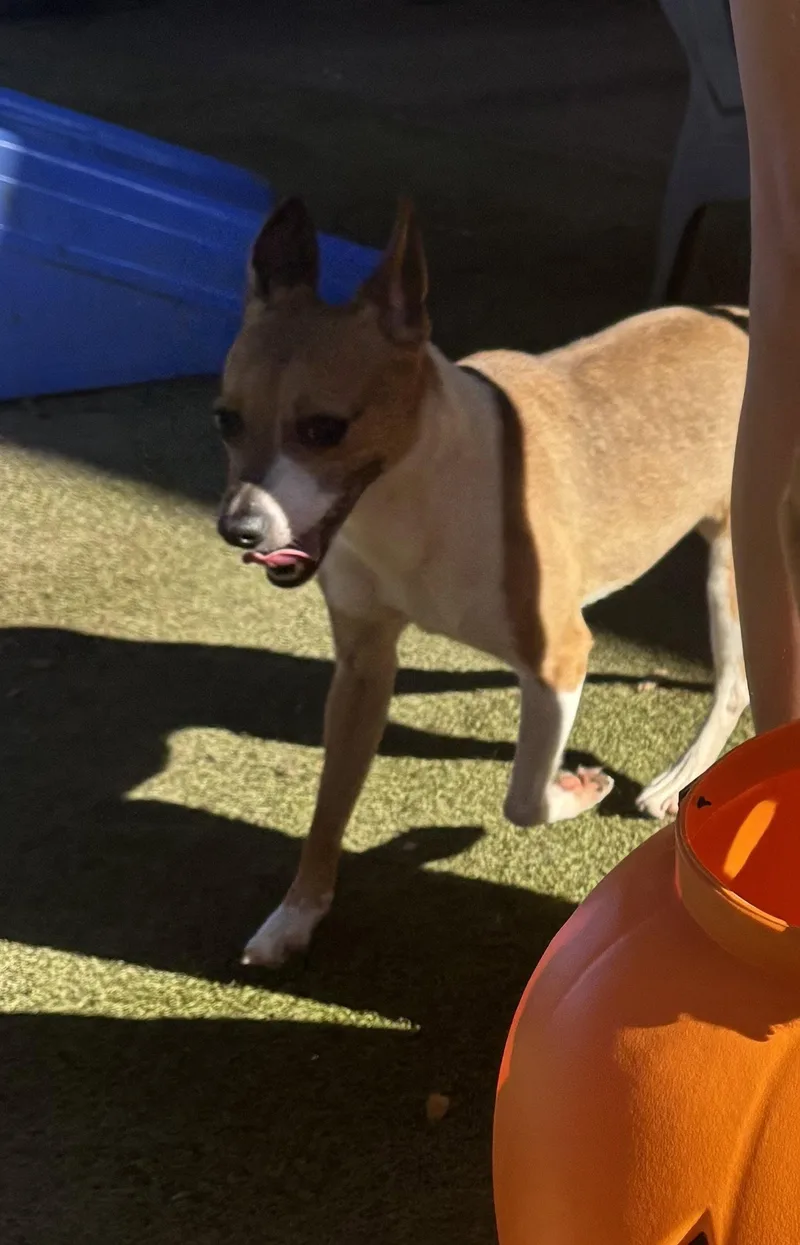 A young medium-sized male Rat Terrier dog named Waylon for adoption in Orlando, FL