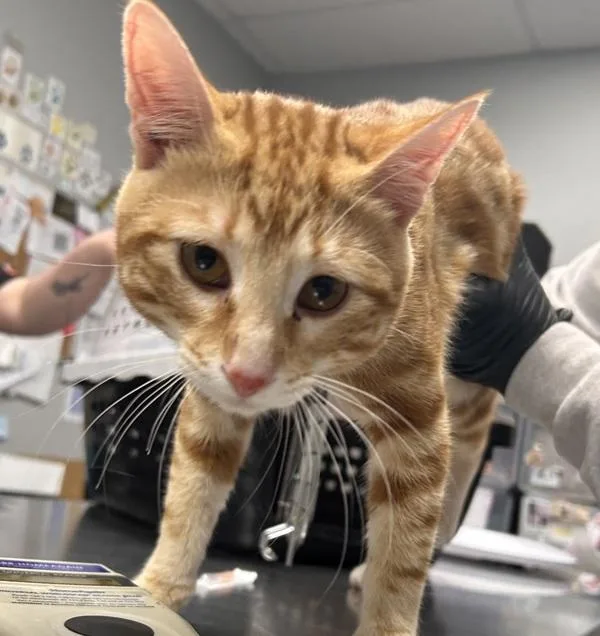 A young small-sized male Domestic Short Hair cat named Pretzel for adoption in Des Moines, IA