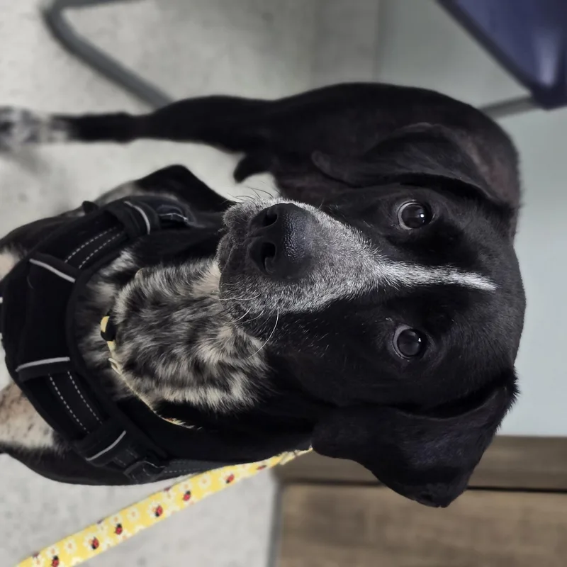 An adult medium-sized female Black Bluetick Coonhound dog named Jojo for adoption in Keyser, WV