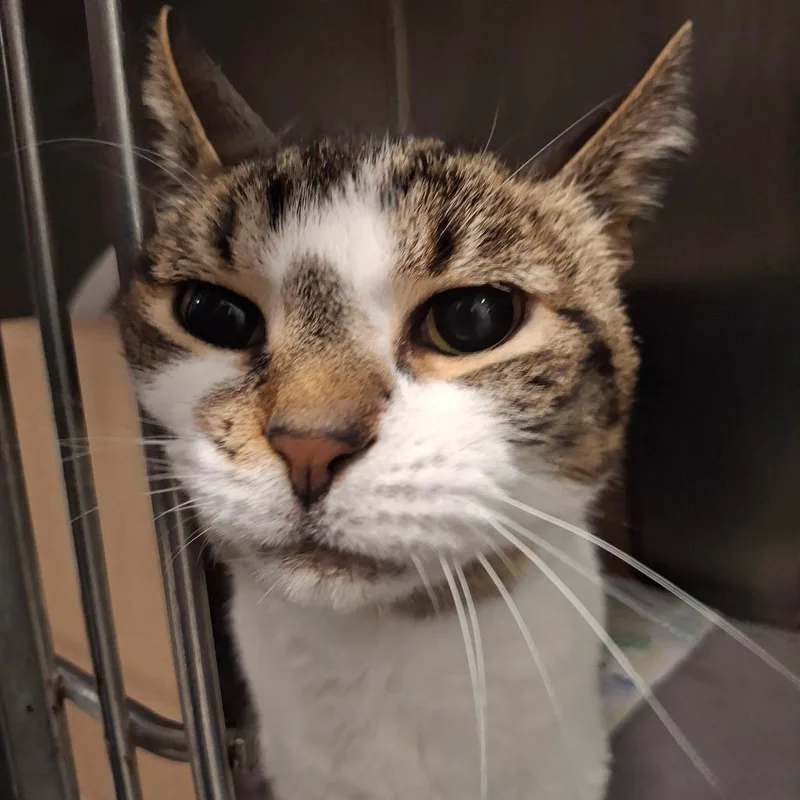 A senior medium-sized male Brown / Chocolate Domestic Short Hair cat named Kenny for adoption in West Olive, MI