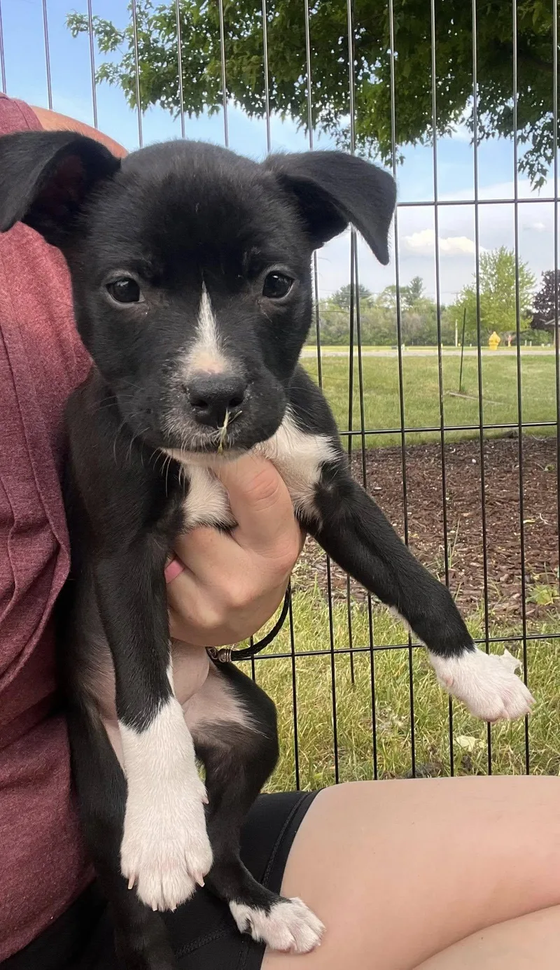 A baby small-sized female Black Pit Bull Terrier dog named Armadilla for adoption in Clinton, WI