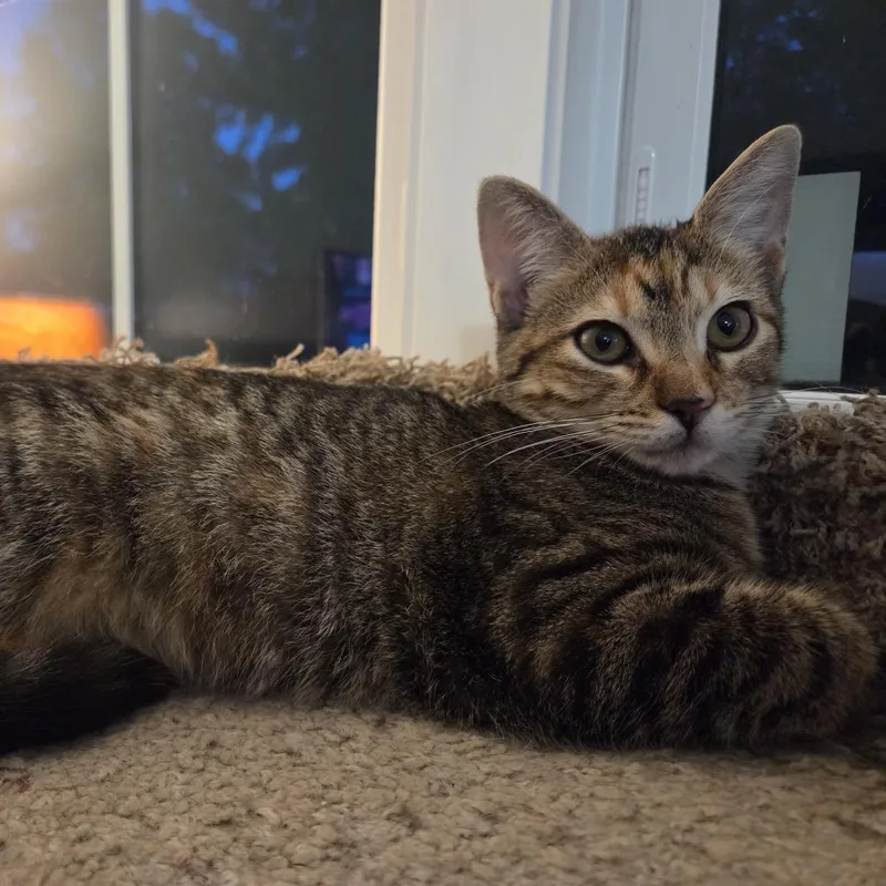 A baby small-sized female Domestic Short Hair cat named Doodie for adoption in Columbia, MO