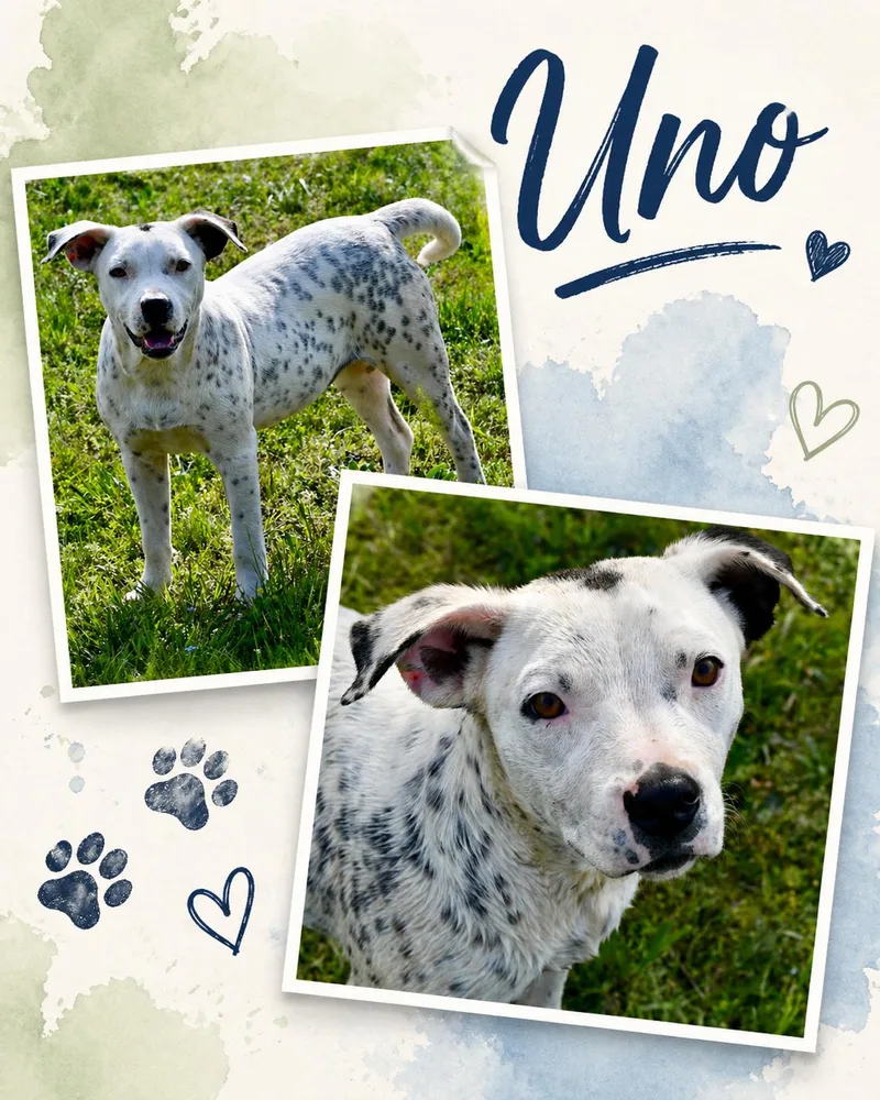 A young medium-sized male Dalmatian dog named Uno for adoption in Zimmerman, MN