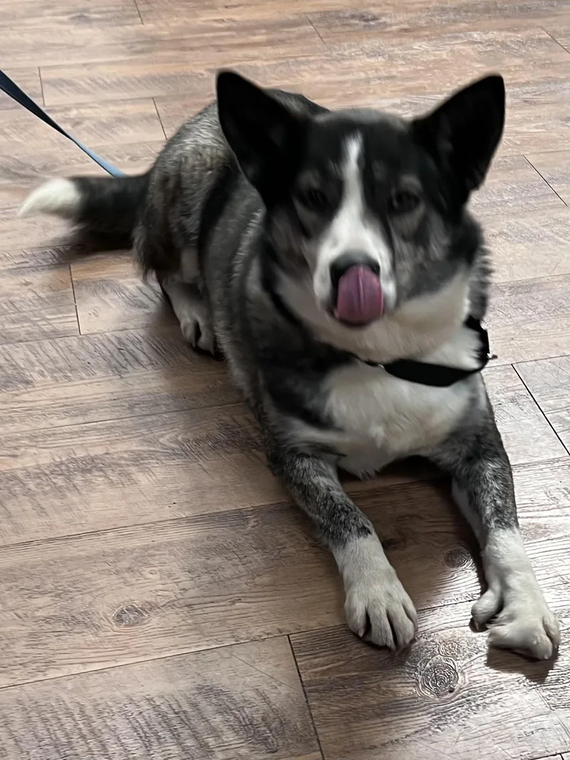 Gemma
