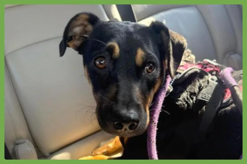 A young medium-sized female Tricolor (Brown, Black, & White) Shepherd dog named Bella for adoption in Amherst, MA