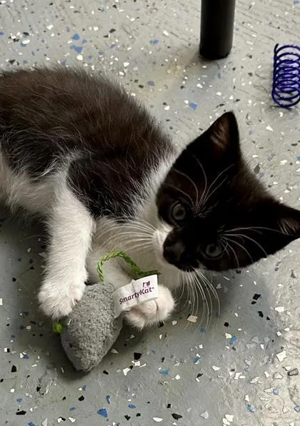 A baby small-sized male Domestic Short Hair cat named Vincent for adoption in Daytona Beach, FL