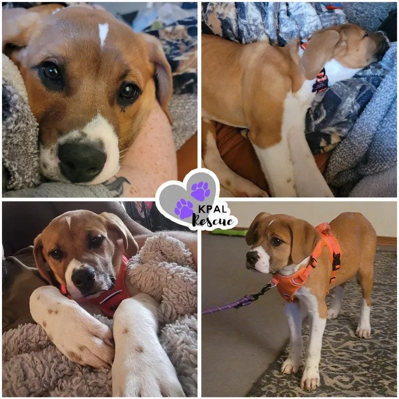 A baby large-sized female Saint Bernard dog named Checkers Fun & for adoption in Kenai, AK
