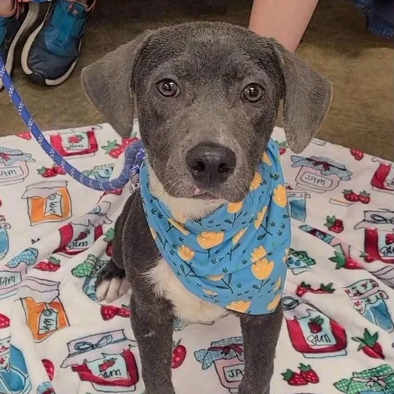 A baby medium-sized male Gray / Blue / Silver Mixed Breed dog named Max for adoption in Huntsville, AL