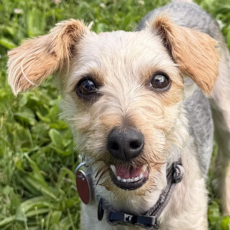 An adult small-sized female Yorkie Poo dog named ViVi for adoption in Jefferson, WI