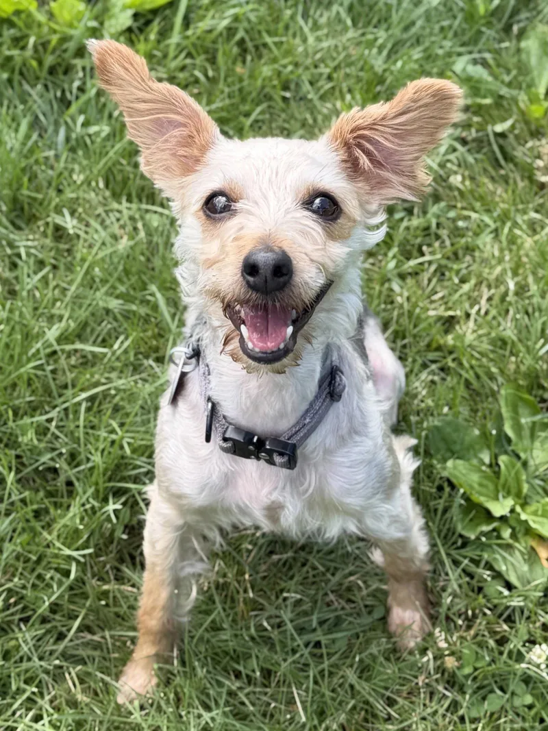 ViVi thumbnail 4