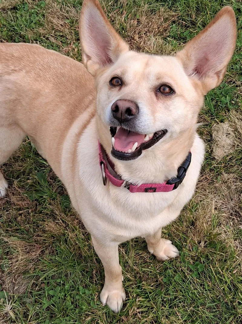 An adult medium-sized female Corgi dog named Bonnie for adoption in Cuyahoga Falls, OH