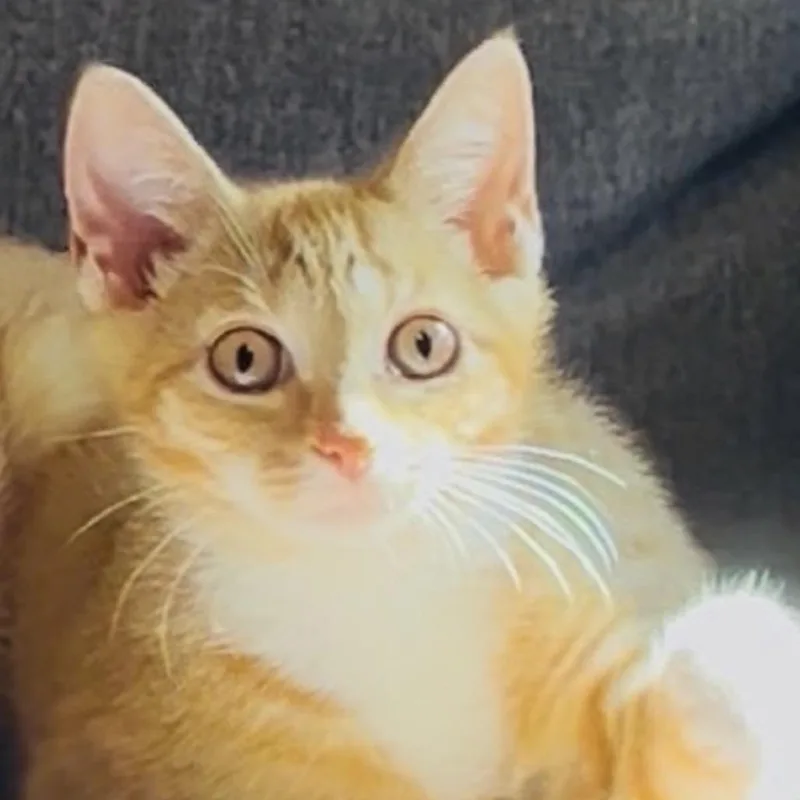 A young medium-sized female Orange & White Domestic Short Hair cat named PinPIn for adoption in Nantucket, MA