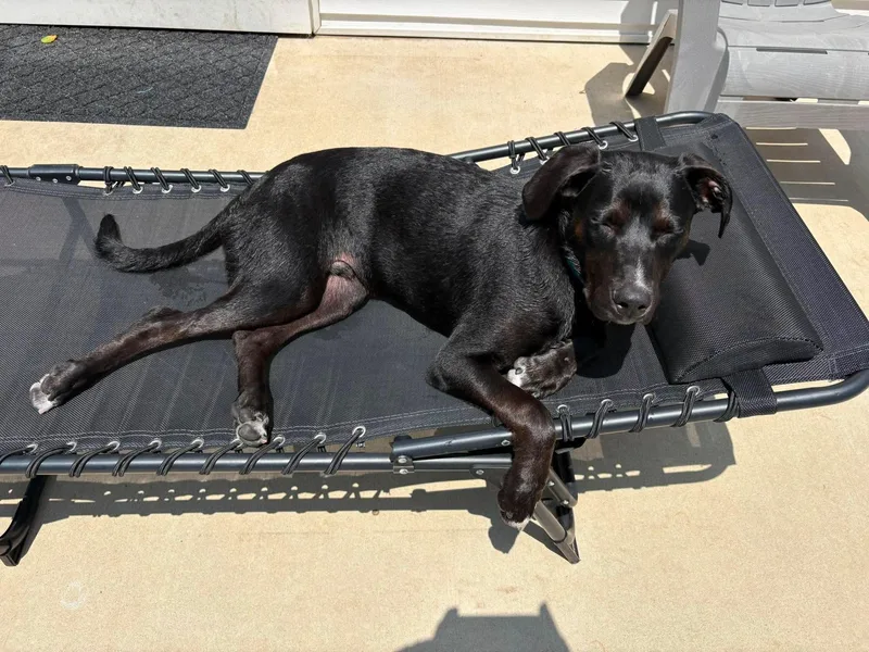 A young large-sized male Black Labrador Retriever dog named Aries for adoption in Hatfield, PA
