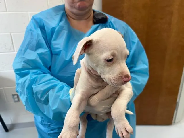 A baby large-sized female Pit Bull Terrier dog named Lovely for adoption in Ocala, FL
