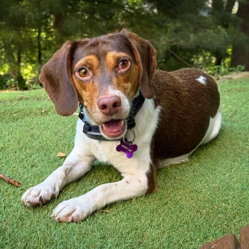 A young small-sized male Beagle dog named Bobby for adoption in Crystal, MN