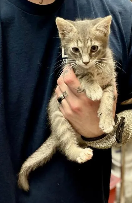 A baby medium-sized male Domestic Short Hair cat named Mr. Pibbleton for adoption in Chamblee, GA