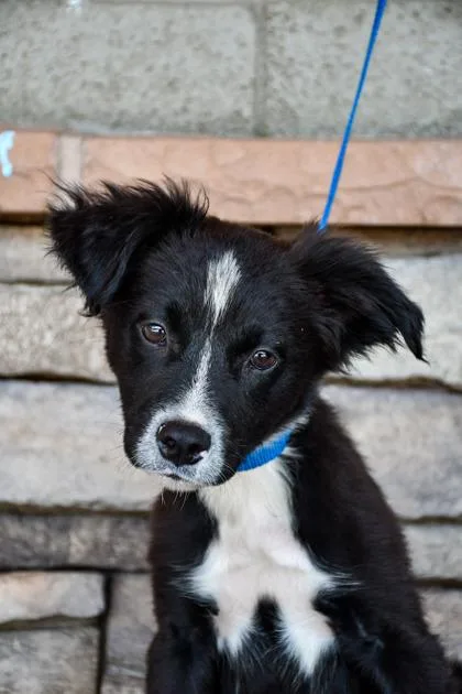 An adult medium-sized male Border Collie dog named Patas for adoption in Yakima, WA