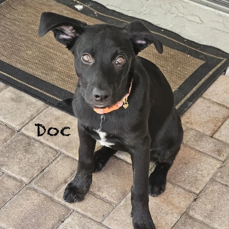 Doc