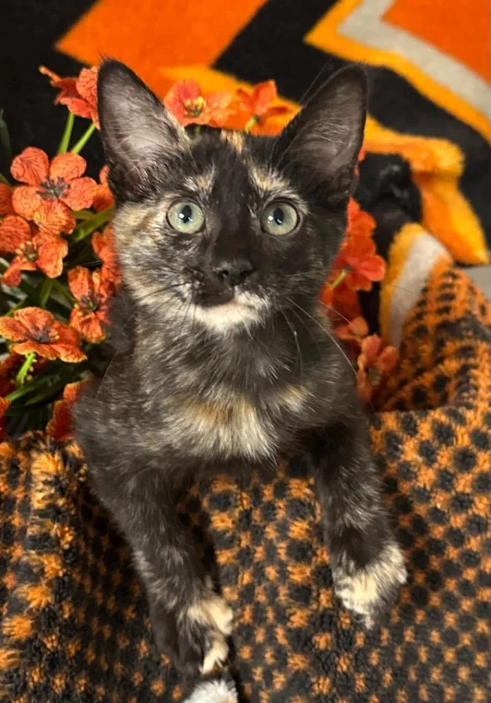 A baby small-sized female Domestic Short Hair cat named Sasuke for adoption in Stillwater, OK