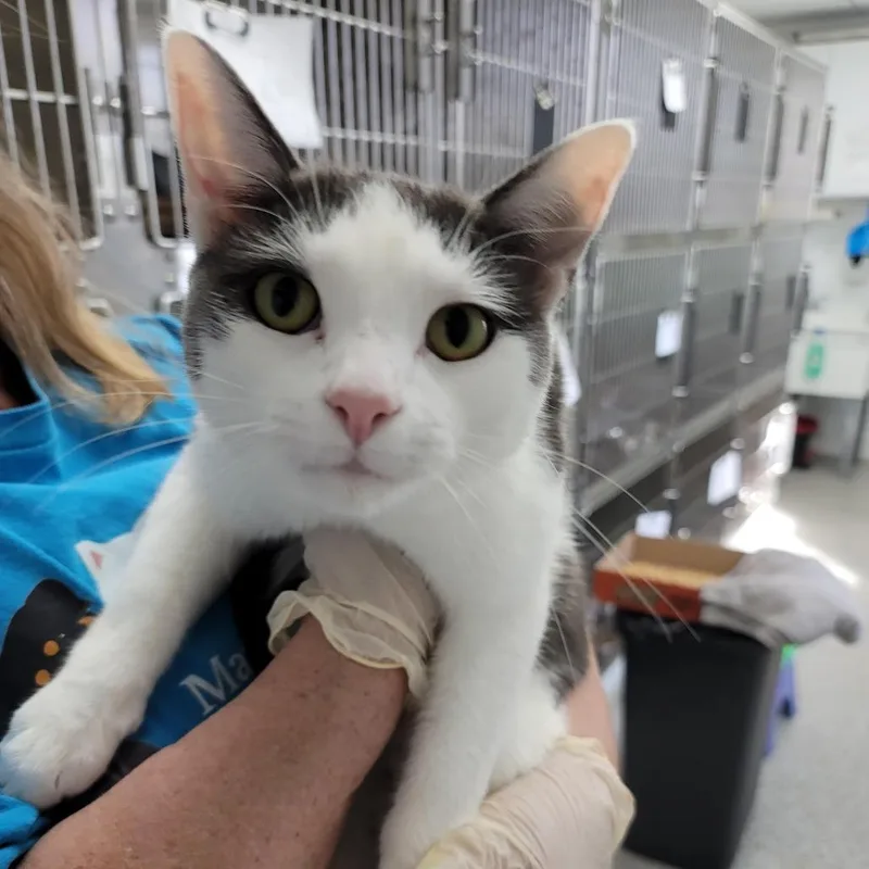 An adult medium-sized male White Domestic Short Hair cat named Bubblegum for adoption in La Grange, KY