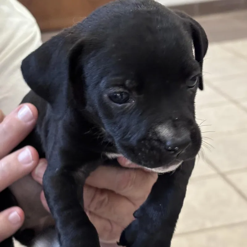 A baby small-sized female Black Mixed Breed dog named StrayndStreet for adoption in Columbus, GA