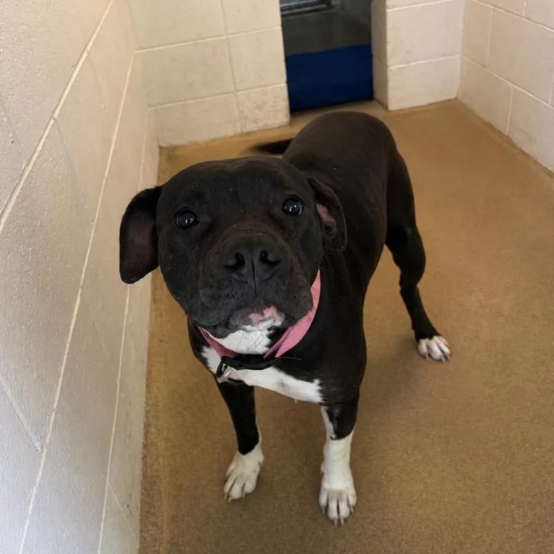 A young small-sized female Black Mixed Breed dog named Bella for adoption in Yanceyville, NC