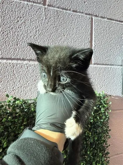 A baby small-sized male Domestic Medium Hair cat named 61765140 for adoption in El Paso, TX