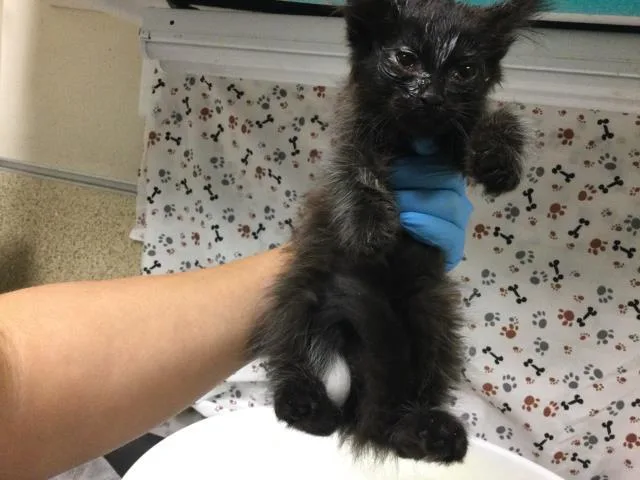 A baby small-sized male Domestic Short Hair cat named Stephan for adoption in Riverside, CA