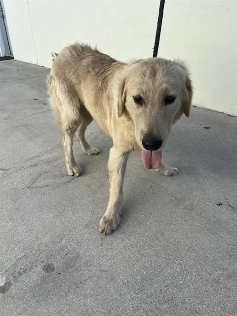 A young large-sized male Golden Retriever dog named Dutch for adoption in Miami, FL